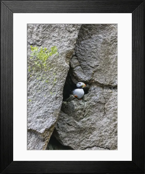 Framed Print : Horned Puffin (Fratercula comiculata), Cape Archen, Bering Sea, Russian Far East Framed Print : Horned Puffin (Fratercula comiculata), Cape Archen, Bering Sea, Russian Far East