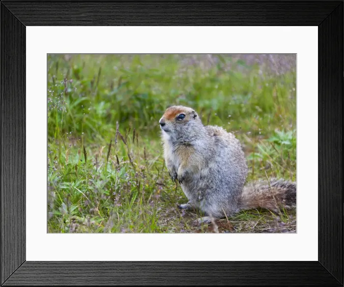 Framed Print : Ground squirrel, Chukchi Peninsula, Russian Far East Framed Print : Ground squirrel, Chukchi Peninsula, Russian Far East
