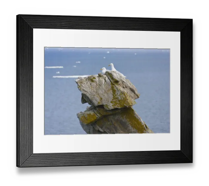 Framed Print : Seagulls on rock pile, Kolyuchin Island, once an important Russian Polar Research Station
