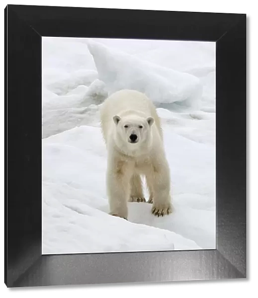 Polar Bear on ice, Bering Sea, Russia Far East