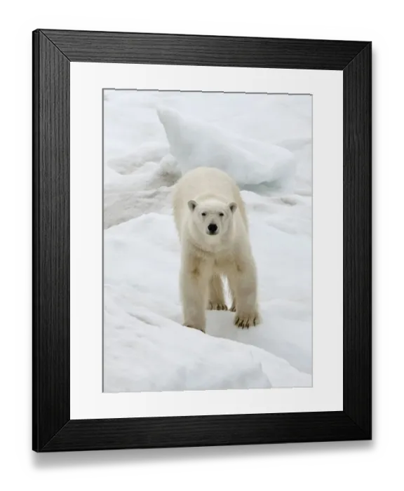 Framed Print : Polar Bear on ice, Bering Sea, Russia Far East Framed Print : Polar Bear on ice, Bering Sea, Russia Far East