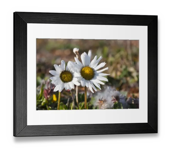 Framed Print : Arctic Chrysanthemum (Chrysanthemum arcticum), Cape Onman, Chukchi Sea, Russia Far East