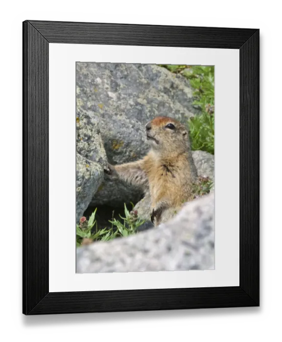 Framed Print : Ground squirrel, Cape Dezhnev, most eastern corner of Eurasia, Russian Far East Framed Print : Ground squirrel, Cape Dezhnev, most eastern corner of Eurasia, Russian Far East