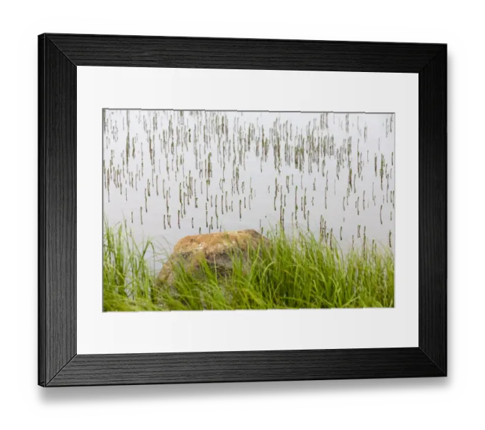 Framed Print : Plant and rock in the glacier river, Yttygran Island, Bering Sea, Russia Far East Framed Print : Plant and rock in the glacier river, Yttygran Island, Bering Sea, Russia Far East