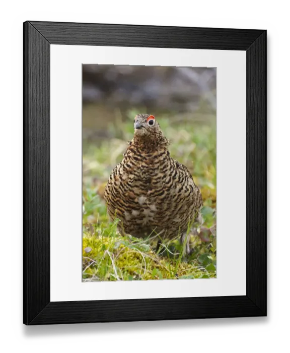Framed Print : Willow grouse (willow Ptarmigan), Yttygran Island, Bering Sea, Russia Far East Framed Print : Willow grouse (willow Ptarmigan), Yttygran Island, Bering Sea, Russia Far East