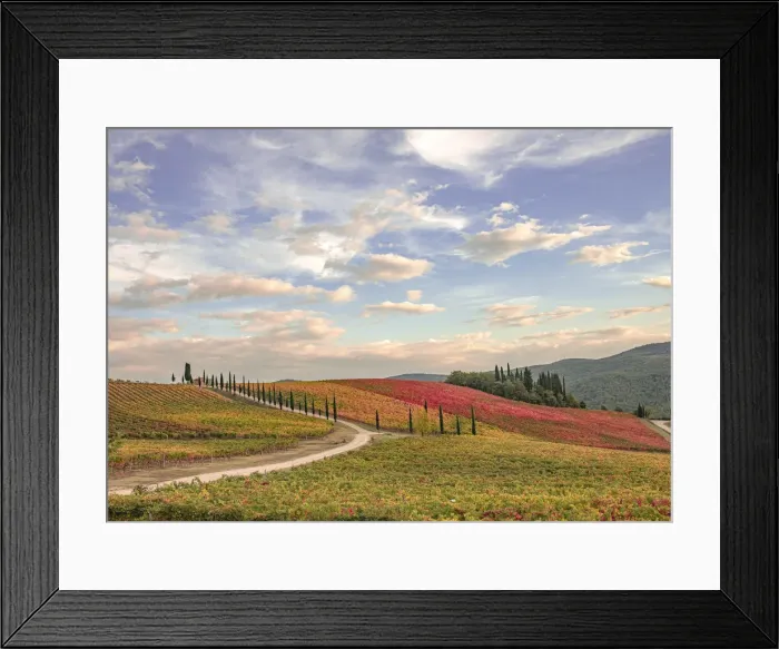 Framed Print : Italy, Tuscany, vineyard Framed Print : Italy, Tuscany, vineyard