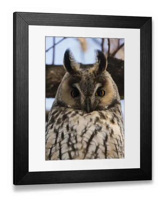 Framed Print : Long-eared owl (Asio otus), Kikinda, Serbia