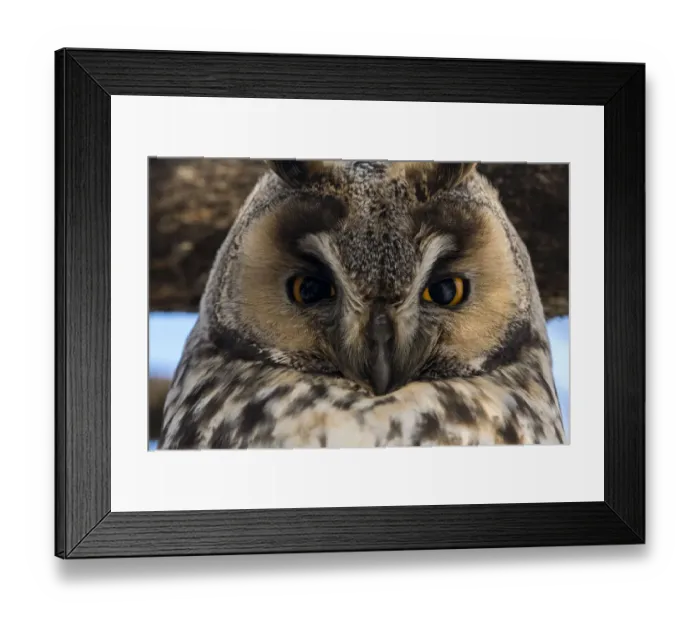 Framed Print : Long-eared owl (Asio otus), Kikinda, Serbia Framed Print : Long-eared owl (Asio otus), Kikinda, Serbia
