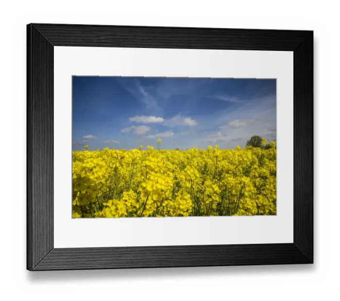 Framed Print : Southern Sweden, Boste lage, filed with yellow flowers, springtime Framed Print : Southern Sweden, Boste lage, filed with yellow flowers, springtime