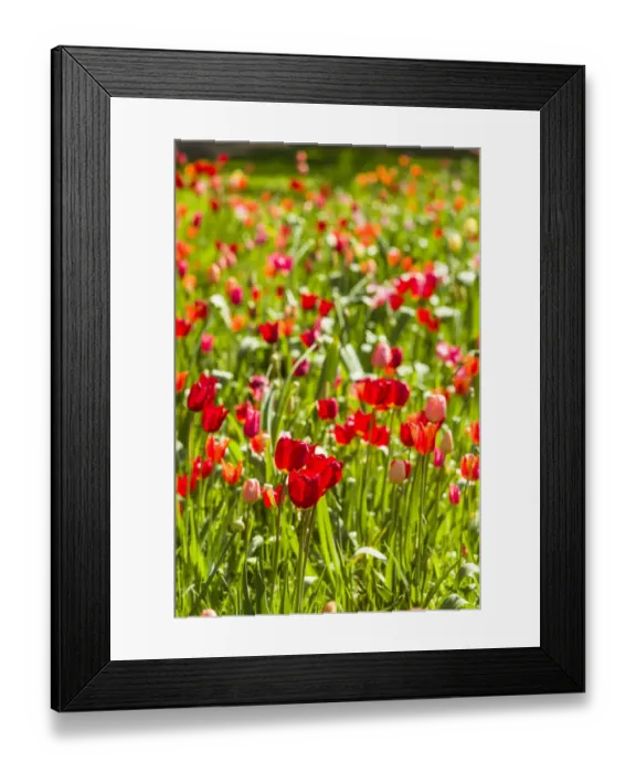 Framed Print : Sweden, Oland Island, Borgholm, Solliden Slott palace, Swedish Royal Family summer palace Framed Print : Sweden, Oland Island, Borgholm, Solliden Slott palace, Swedish Royal Family summer palace