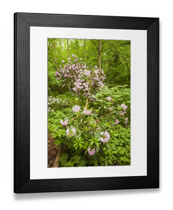 Framed Print : Sweden, Scania, Molle, Krapperups Slott castle, ancient home of the Gyllenstierna family Framed Print : Sweden, Scania, Molle, Krapperups Slott castle, ancient home of the Gyllenstierna family