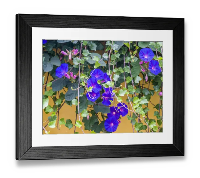 Framed Print : Portugal, Aveiro. Blue Morning Glory, Ipomoea indica, growing wild in the historic
