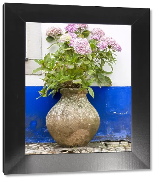 Portugal, Obidos. Pink hydrangea in an old pottery against a white