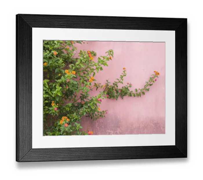 Framed Print : Portugal, Obidos. Colorful lantana vine growing against a pink wall Framed Print : Portugal, Obidos. Colorful lantana vine growing against a pink wall