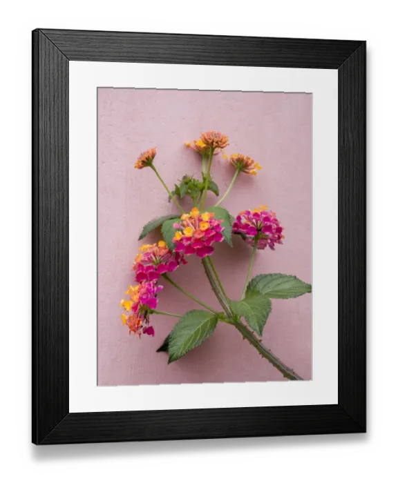 Framed Print : Portugal, Obidos. Colorful lantana vine growing against a pink wall Framed Print : Portugal, Obidos. Colorful lantana vine growing against a pink wall