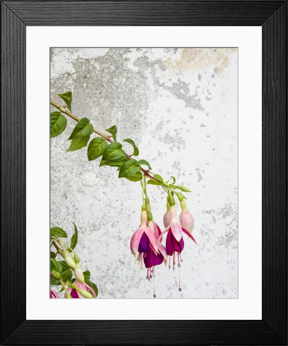 Framed Print : Portugal, Obidos. Colorful fuchsia hanging against an old white wall