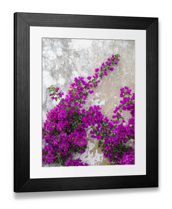 Framed Print : Portugal, Obidos. Hot pink or magenta bougainvillea against an old wall Framed Print : Portugal, Obidos. Hot pink or magenta bougainvillea against an old wall