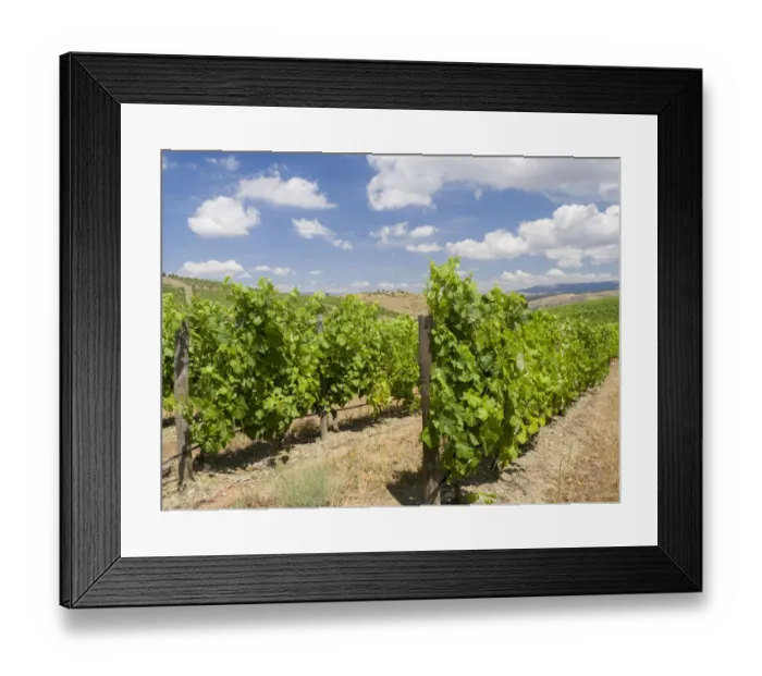 Framed Print : Portugal, Douro Valley. Vineyards lining the hills