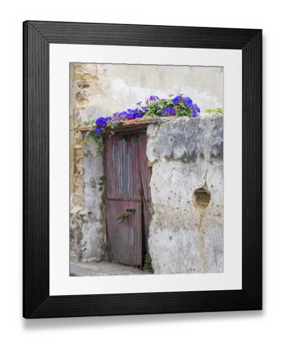 Framed Print : Portugal, Aveiro. Old red metal door with bright blue and pink morning glory flower vine Framed Print : Portugal, Aveiro. Old red metal door with bright blue and pink morning glory flower vine