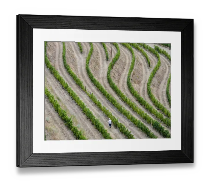 Framed Print : Portugal, Douro Valley. Terraced vineyards lining the hills