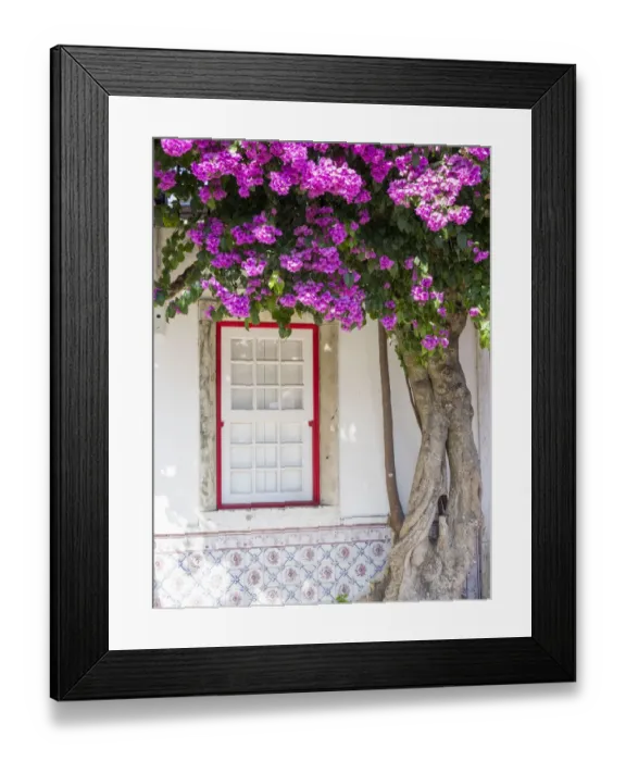 Framed Print : Portugal, Lisbon. Pink flowers of Bougainvillea plant and historical building next to Framed Print : Portugal, Lisbon. Pink flowers of Bougainvillea plant and historical building next to