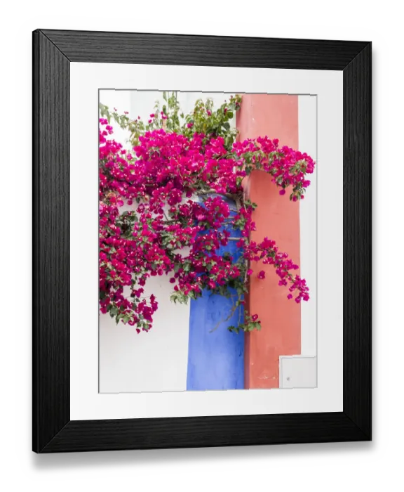 Framed Print : Portugal, Obidos. Dark pink bougainvillea vine against a blue