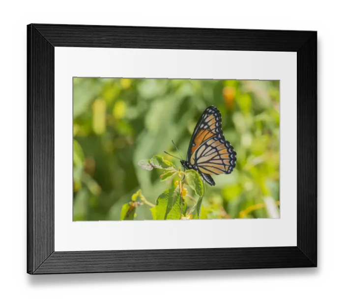 Framed Print : Viceroy (Limenitis archippus) in prairie Marion County, Illinois Framed Print : Viceroy (Limenitis archippus) in prairie Marion County, Illinois