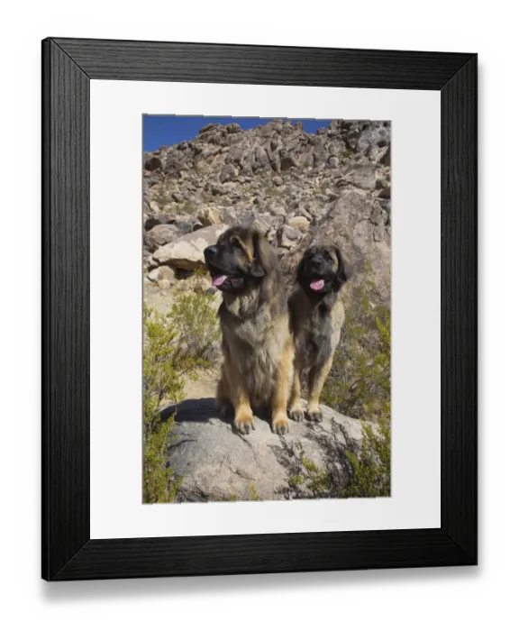 Framed Print : Leonbergers enjoying the high desert Framed Print : Leonbergers enjoying the high desert