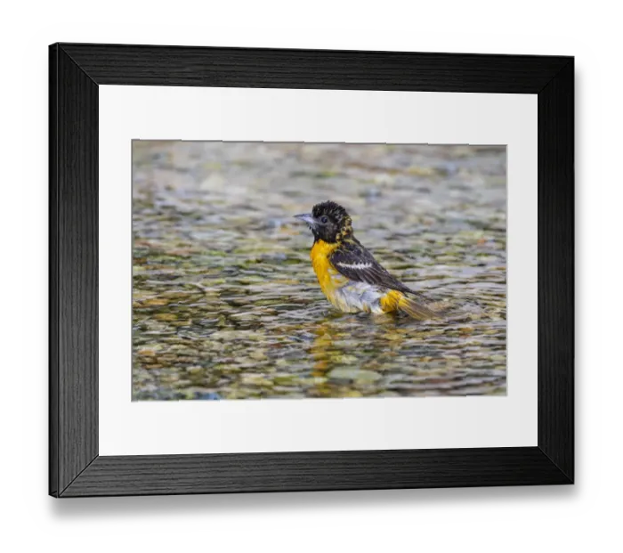 Framed Print : Baltimore Oriole (Icterus galbula) female bathing Marion County, Illinois Framed Print : Baltimore Oriole (Icterus galbula) female bathing Marion County, Illinois