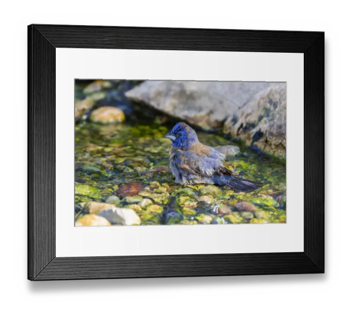 Framed Print : Blue Grosbeak (Passerina caerulea) male bathing Marion County, Illinois