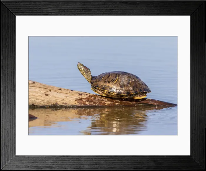 Framed Print : Red-eared Slider(Trachemys scripta elegans) on log in wetland Marion County, Illinois