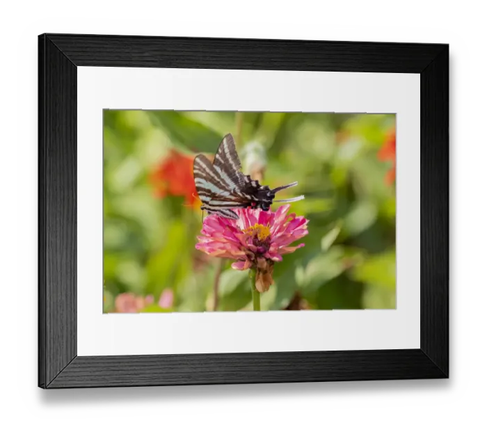 Framed Print : Zebra Swallowtail (Protographium marcellus) on Zinnia Union County, Illinois