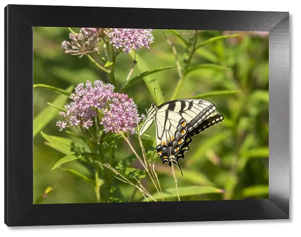 Eastern Tiger Swallowtail (Papilio glaucus) on Swamp Milkweed (Asclepias incarnata)