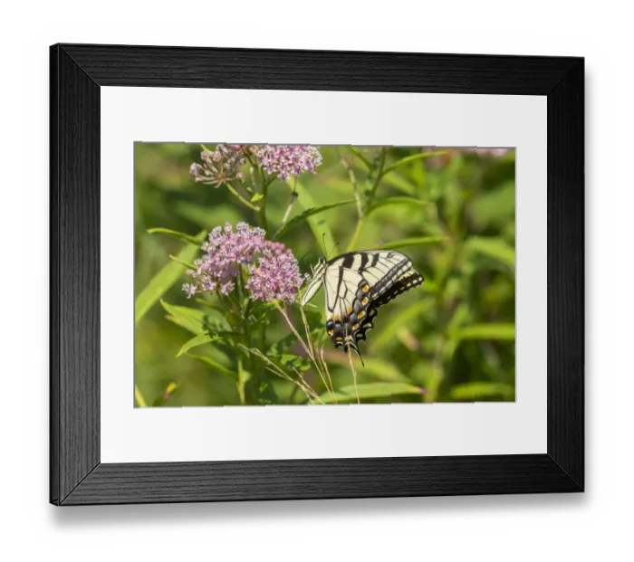 Framed Print : Eastern Tiger Swallowtail (Papilio glaucus) on Swamp Milkweed (Asclepias incarnata) Framed Print : Eastern Tiger Swallowtail (Papilio glaucus) on Swamp Milkweed (Asclepias incarnata)