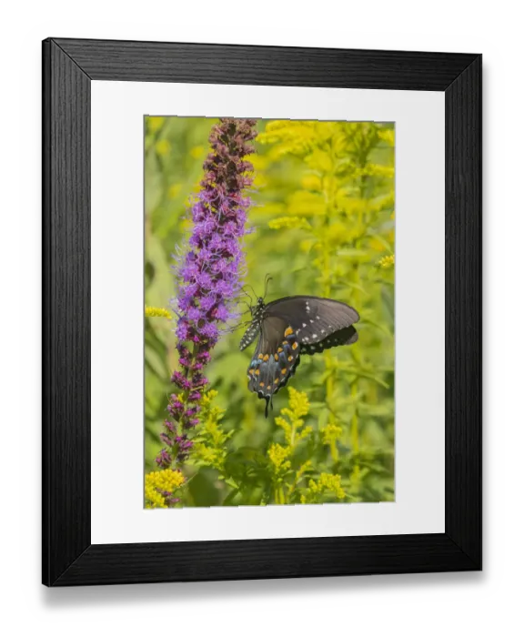 Framed Print : Spicebush Swallowtail (Papilio troilus) on Blazing Star (Liatris spicata) Marion County