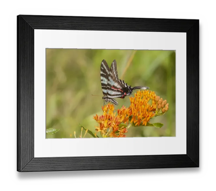 Framed Print : Zebra Swallowtail (Protographium marcellus) on Butterfly Milkweed (Asclepias tuberosa)