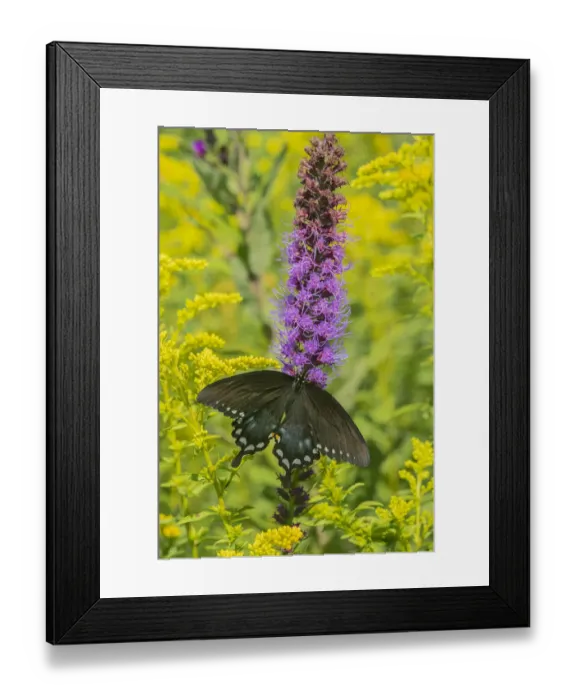 Framed Print : Spicebush Swallowtail (Papilio troilus) on Blazing Star (Liatris spicata) Marion County Framed Print : Spicebush Swallowtail (Papilio troilus) on Blazing Star (Liatris spicata) Marion County