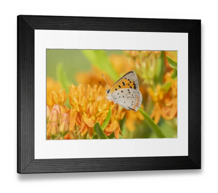 Framed Print : American Copper (Lycaena phlaeas) on Butterfly Milkweed (Asclepias tuberosa) Framed Print : American Copper (Lycaena phlaeas) on Butterfly Milkweed (Asclepias tuberosa)