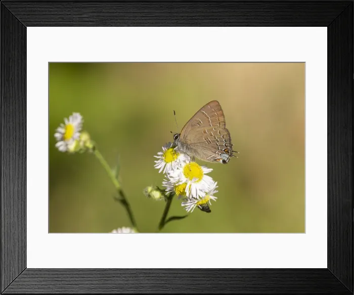 Framed Print : Banded Hairstreak (Satryium calanus) Marion County, Illinois Framed Print : Banded Hairstreak (Satryium calanus) Marion County, Illinois
