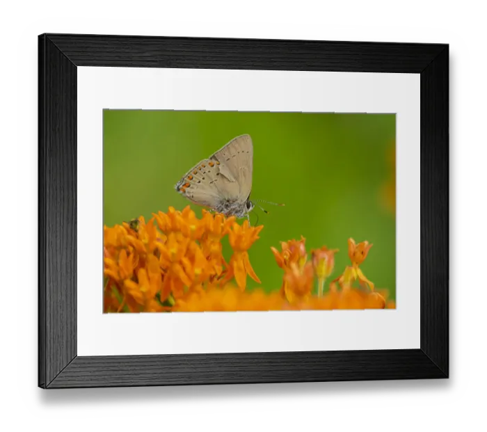Framed Print : Coral Hairstreak (Satyrium titus) on Butterfly Milkweed (Asclepias tuberosa) Stephen A Framed Print : Coral Hairstreak (Satyrium titus) on Butterfly Milkweed (Asclepias tuberosa) Stephen A
