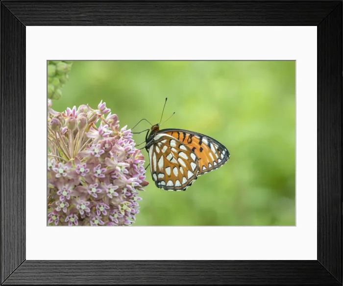 Framed Print : Regal Fritillary (Speyeria idalia) female on Common Milkweed (Asclepias syriaca) Framed Print : Regal Fritillary (Speyeria idalia) female on Common Milkweed (Asclepias syriaca)