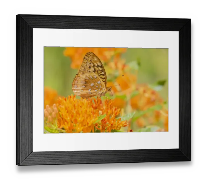 Framed Print : Great Spangled Fritillary (Speyeria cybele) on Butterfly Milkweed (Asclepias tuberosa) Framed Print : Great Spangled Fritillary (Speyeria cybele) on Butterfly Milkweed (Asclepias tuberosa)