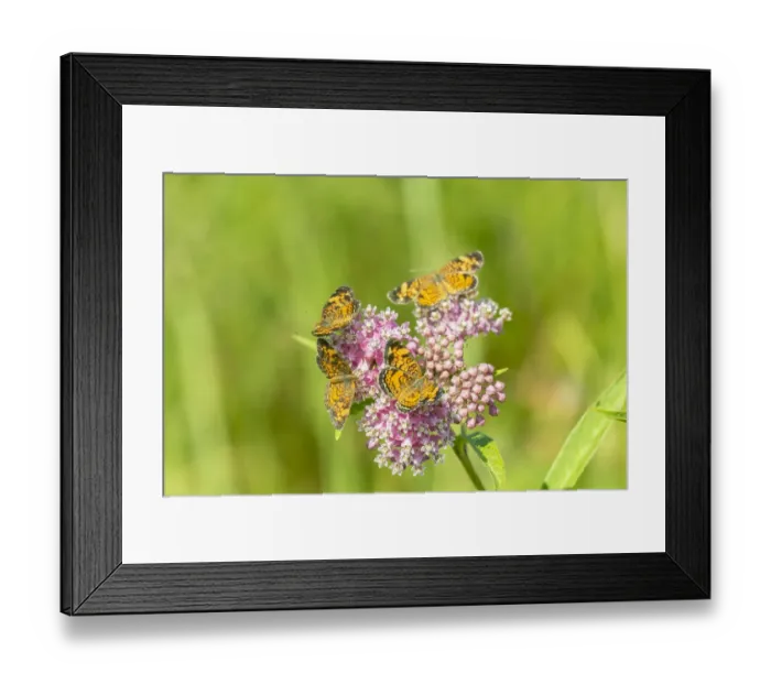 Framed Print : Pearl Crescents (Phyciodes tharos) on Swamp Milkweed (Asclepias incarnata) Marion County Framed Print : Pearl Crescents (Phyciodes tharos) on Swamp Milkweed (Asclepias incarnata) Marion County