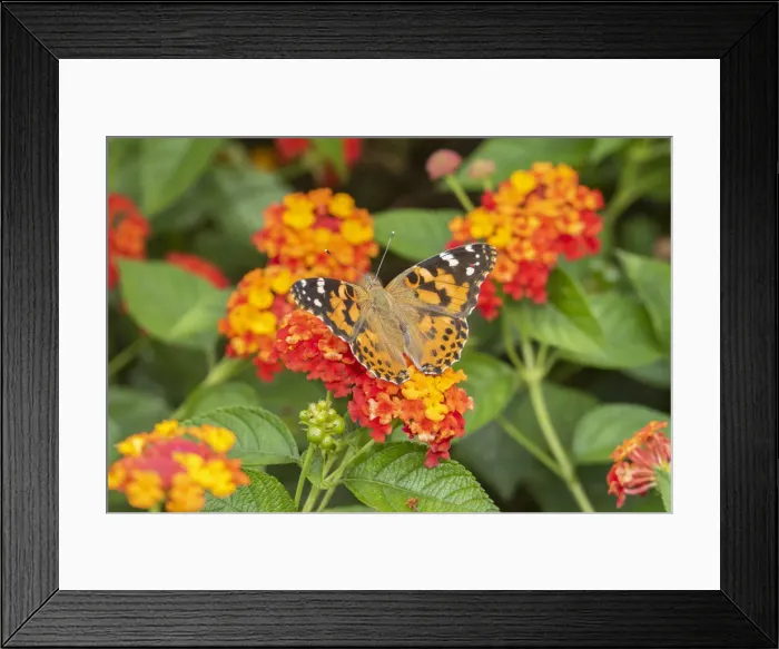 Framed Print : Painted Lady (Vanessa cardui) on Red Spread Lantana (Lantana camara) Marion County Framed Print : Painted Lady (Vanessa cardui) on Red Spread Lantana (Lantana camara) Marion County