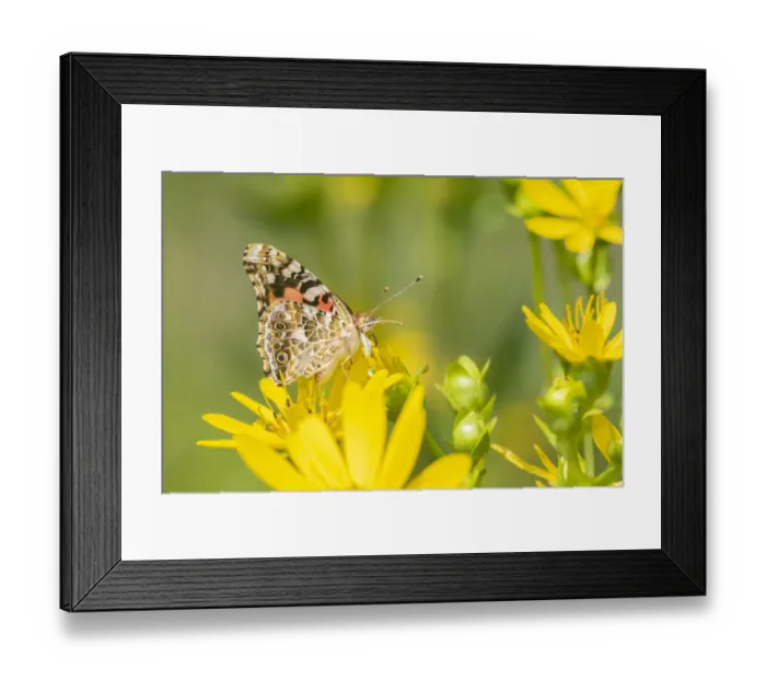 Framed Print : Painted Lady (Vanessa cardui) on Cup Plant (Silphium perfoliatum) Marion County, Illinois Framed Print : Painted Lady (Vanessa cardui) on Cup Plant (Silphium perfoliatum) Marion County, Illinois