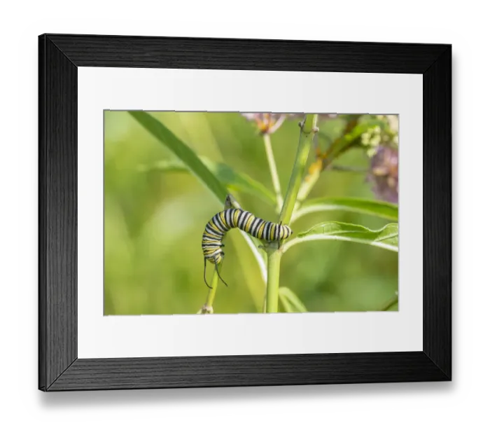 Framed Print : Monarch (Danaus plexippus) caterpillar on Swamp Milkweed (Asclepias incarnata) Framed Print : Monarch (Danaus plexippus) caterpillar on Swamp Milkweed (Asclepias incarnata)