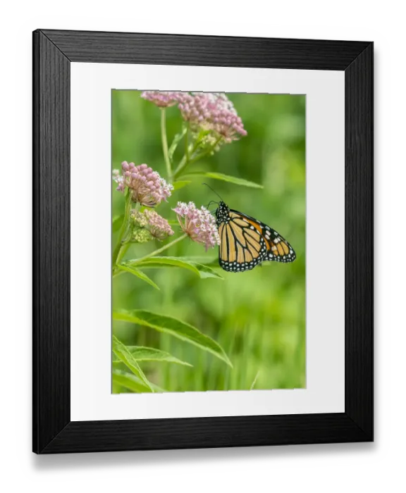Framed Print : Monarch (Danaus plexippus) on Swamp Milkweed (Asclepias incarnata) Marion County Framed Print : Monarch (Danaus plexippus) on Swamp Milkweed (Asclepias incarnata) Marion County