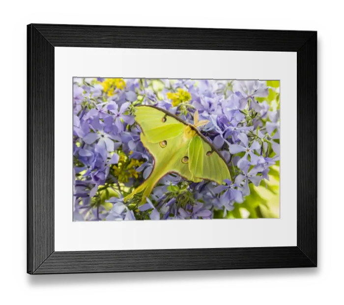 Framed Print : Luna Moth (Actias luna) on phlox Marion County, Illinois Framed Print : Luna Moth (Actias luna) on phlox Marion County, Illinois
