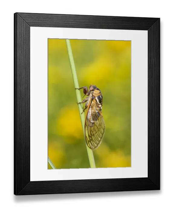 Framed Print : Prairie Cicada (Megatibicen dorsatus) Marion County, Illinois Framed Print : Prairie Cicada (Megatibicen dorsatus) Marion County, Illinois