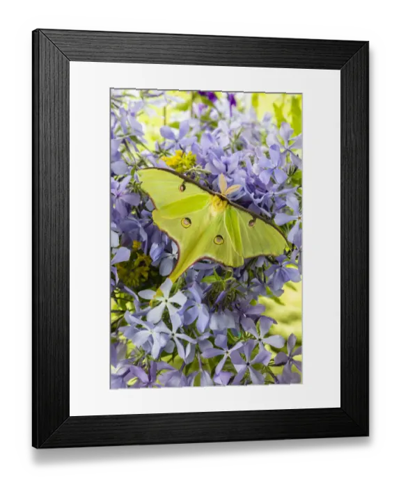 Framed Print : Luna Moth (Actias luna) on phlox Marion County, Illinois Framed Print : Luna Moth (Actias luna) on phlox Marion County, Illinois